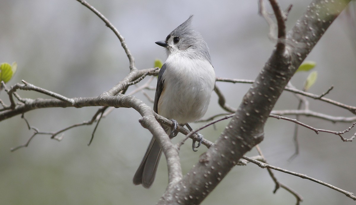 Tufted Titmouse - Gary Jarvis