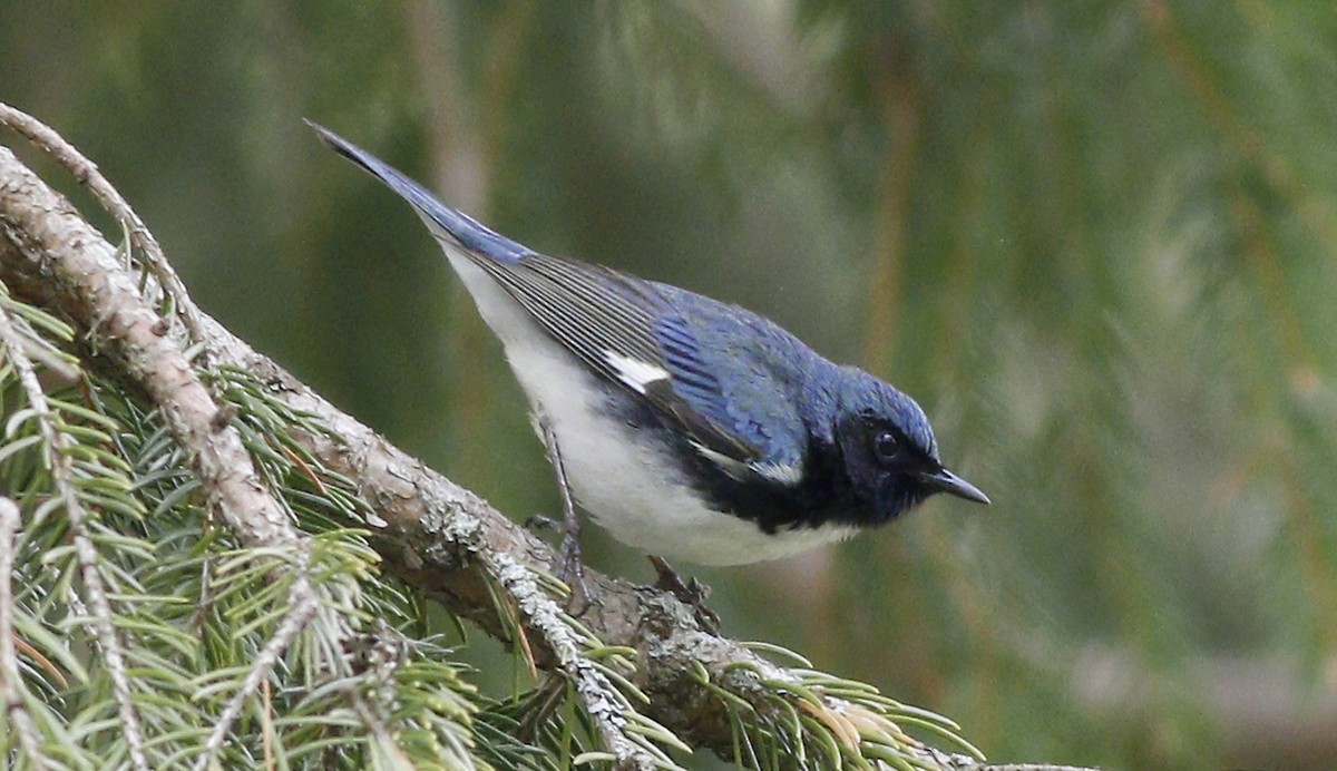 Black-throated Blue Warbler - Gary Jarvis