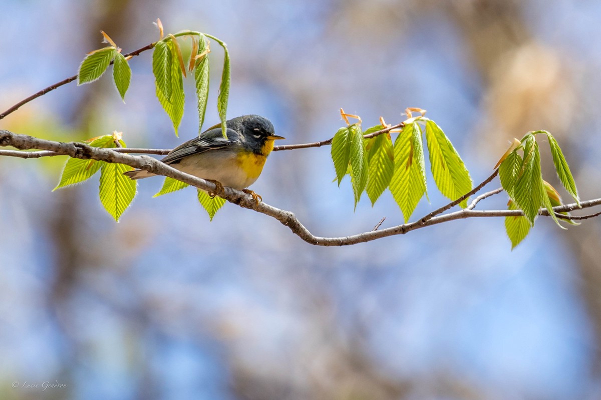 Northern Parula - Lucie Gendron
