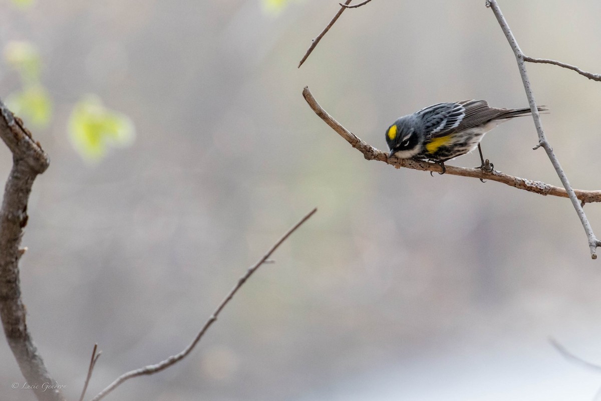 Yellow-rumped Warbler - Lucie Gendron