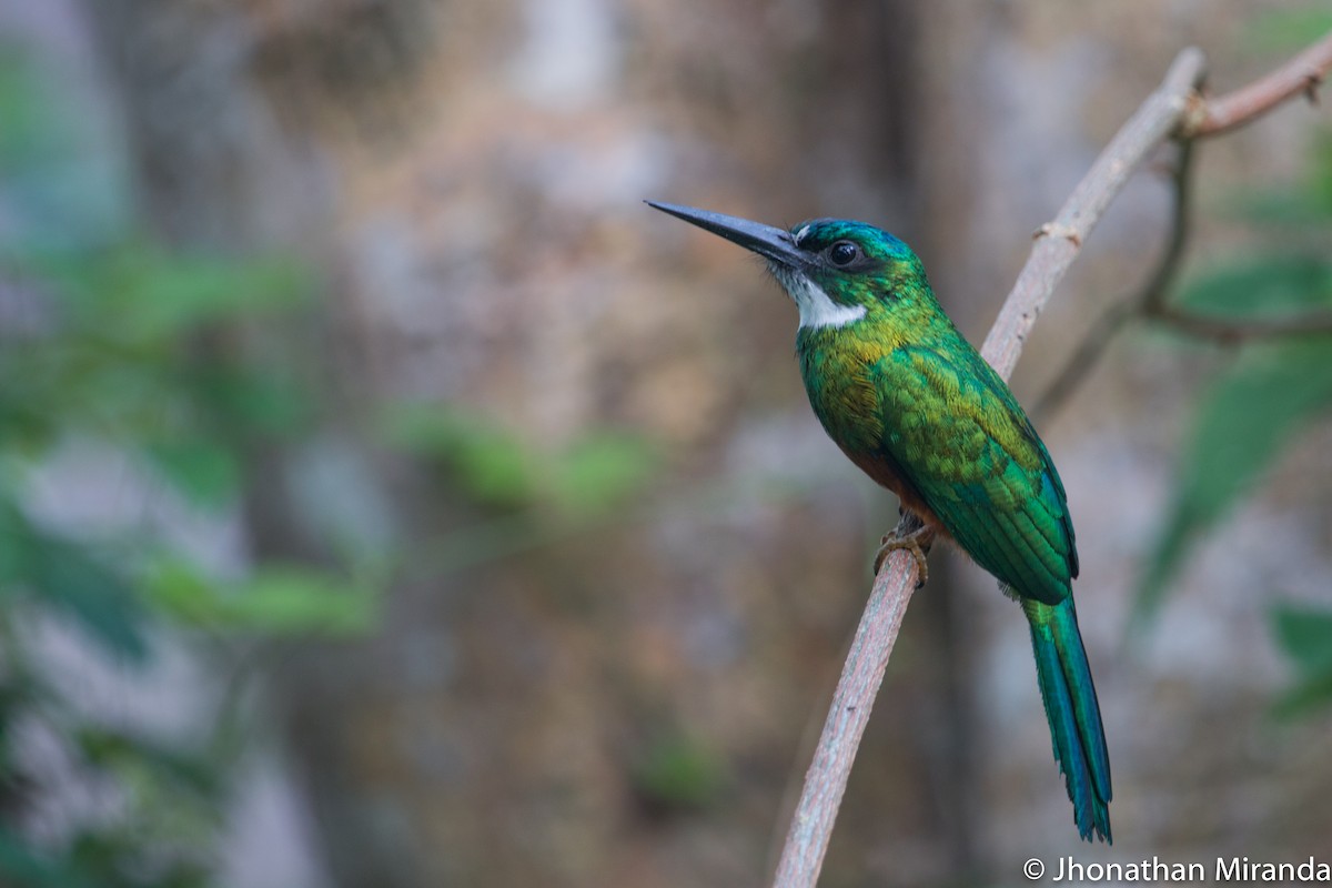 Green-tailed Jacamar - Jhonathan Miranda - Wandering Venezuela Birding Expeditions