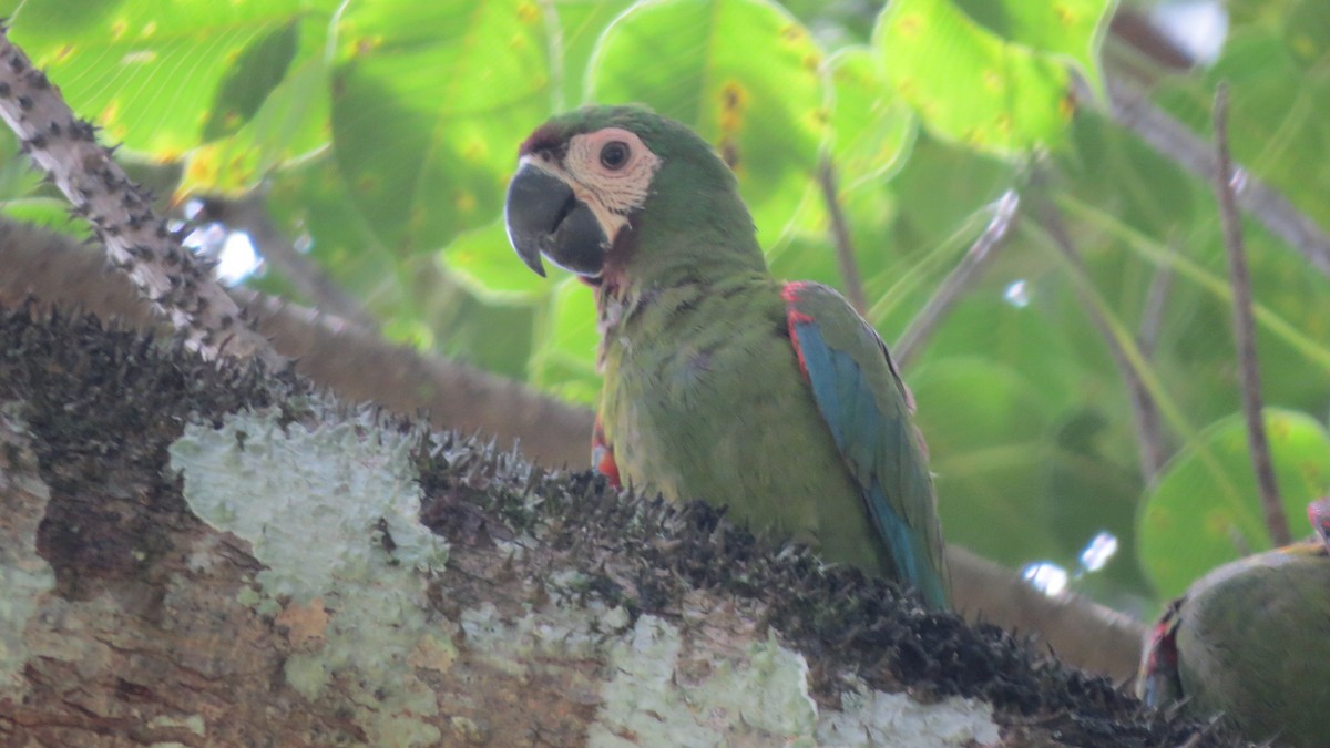 Chestnut-fronted Macaw - Bruce Barrett