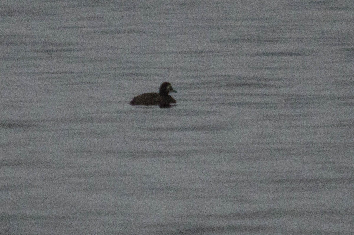 Greater Scaup - ML99689161