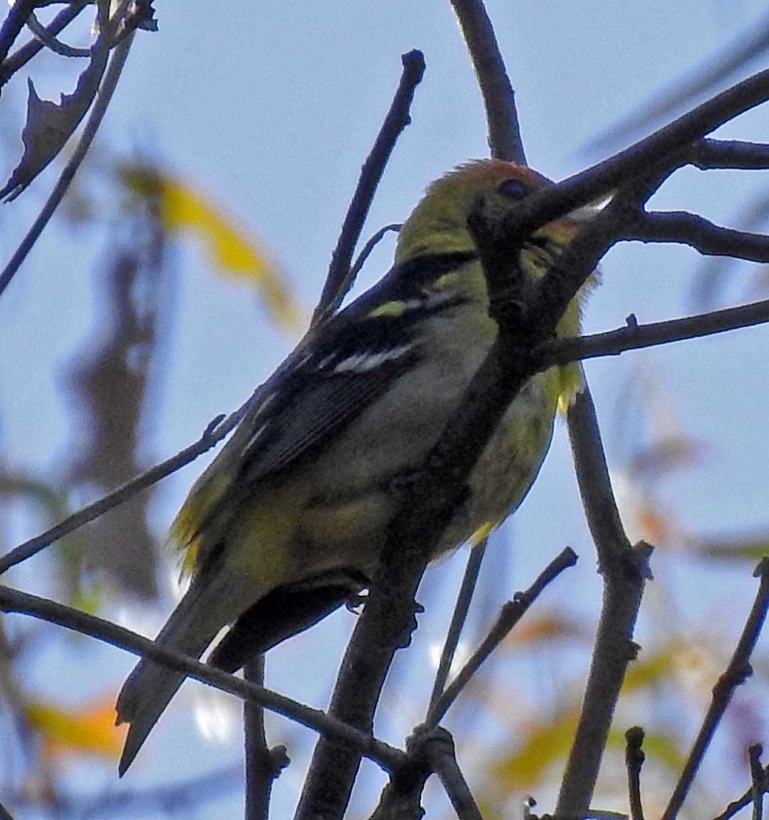 Western Tanager - ML99689331