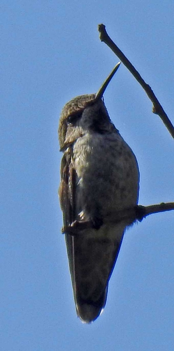 Anna's Hummingbird - ML99690011