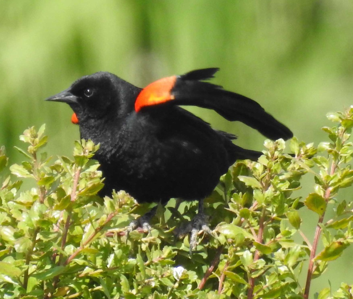Red-winged Blackbird - ML99690681