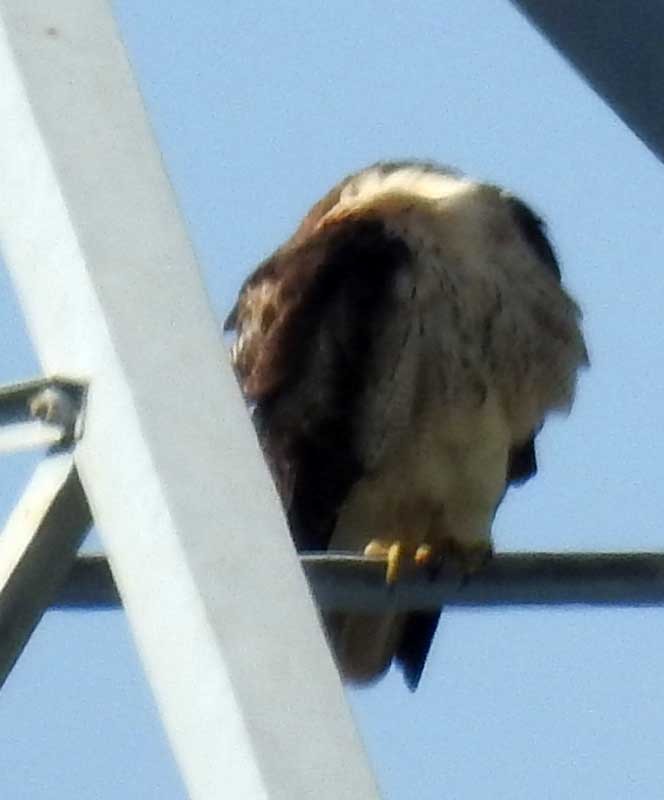 Red-tailed Hawk - Ross Millikan