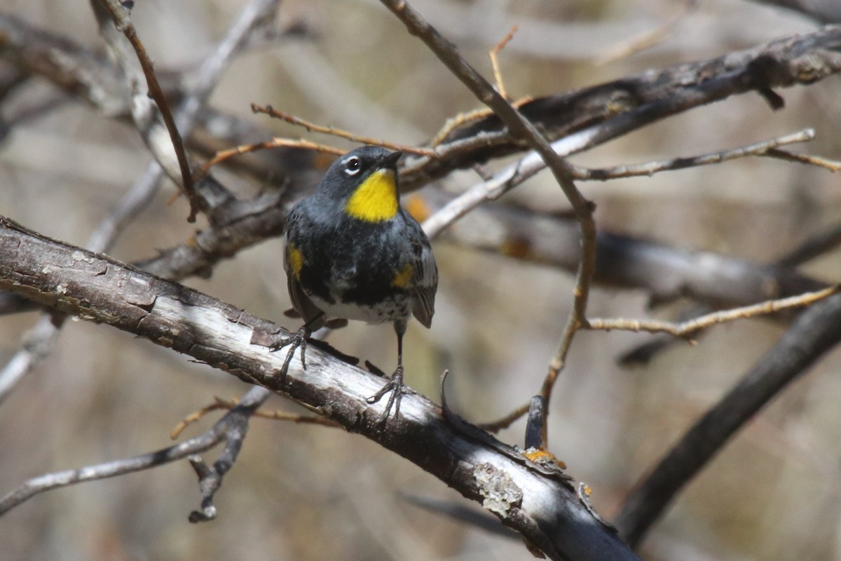 Yellow-rumped Warbler (Audubon's) - Doug Kibbe