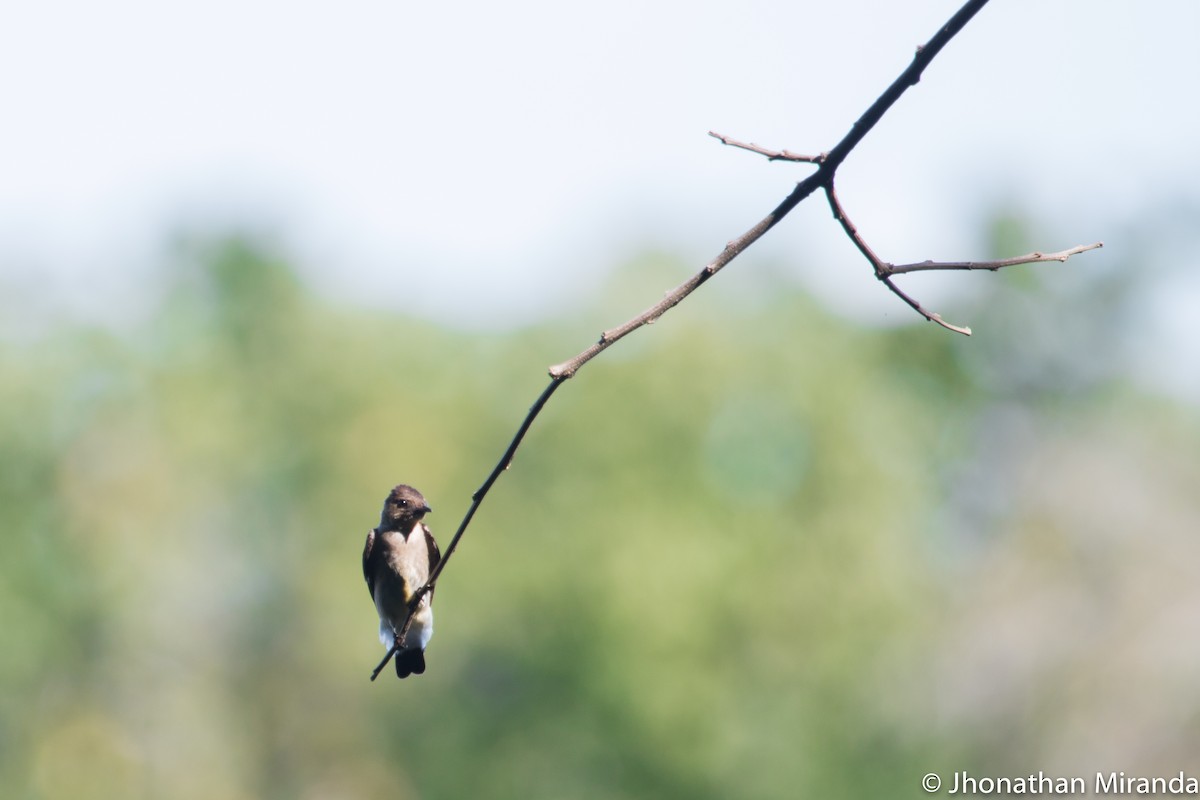 Southern Rough-winged Swallow - ML99691421
