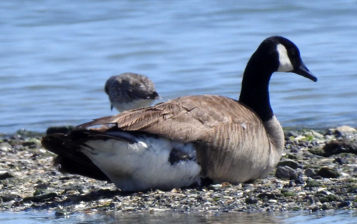 Canada Goose - Ross Millikan