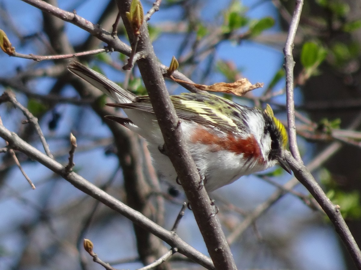 Chestnut-sided Warbler - Paolo Matteucci