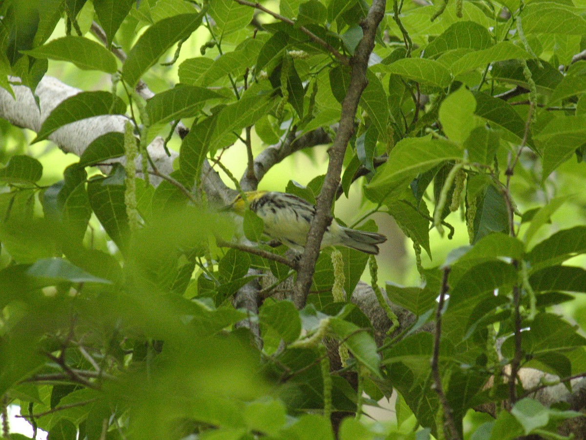 Black-throated Green Warbler - LaLo Villanueva