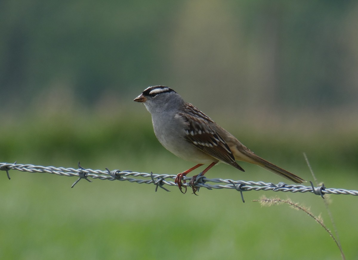 White-crowned Sparrow - Larry Theller