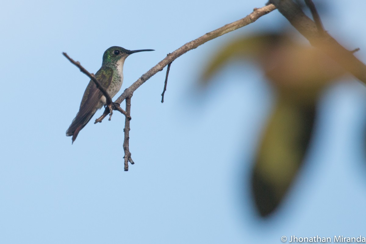 White-chested Emerald - Jhonathan Miranda - Wandering Venezuela Birding Expeditions