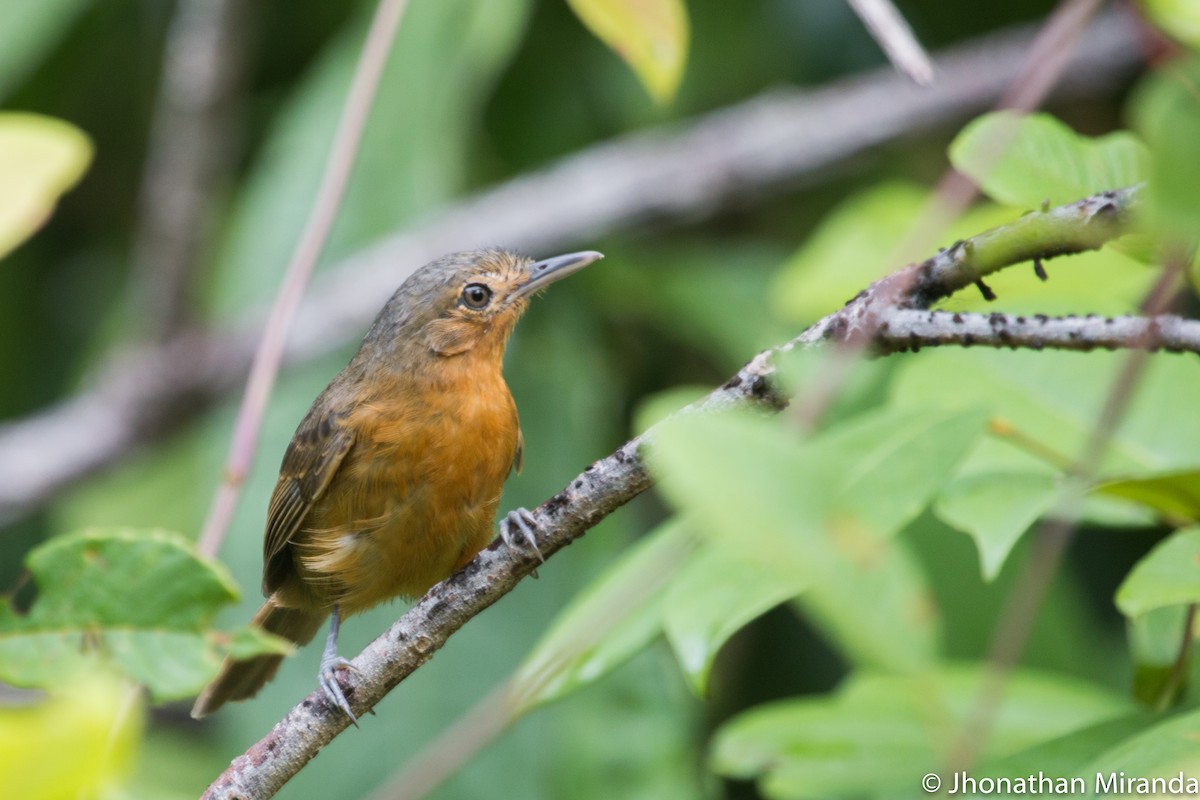 Dusky Antbird - Jhonathan Miranda - Wandering Venezuela Birding Expeditions