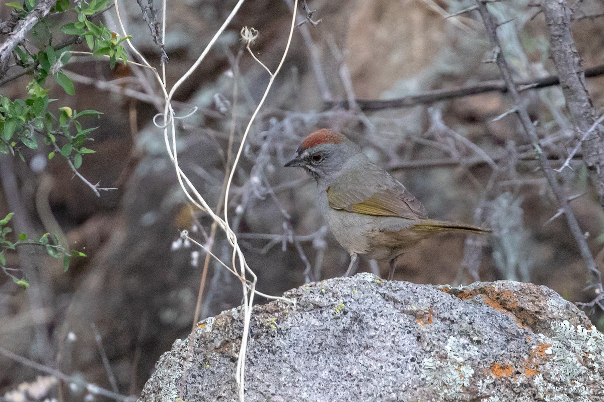 Green-tailed Towhee - Cory Gregory
