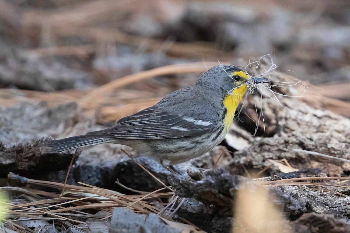 Grace's Warbler - Cory Gregory