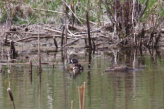 Blue-winged Teal, ML99699851
