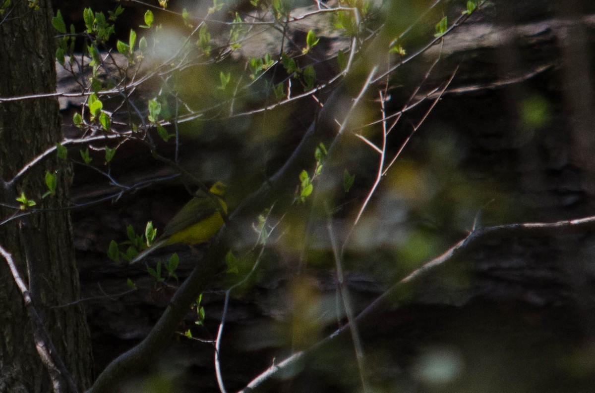 Hooded Warbler - Iain Rayner