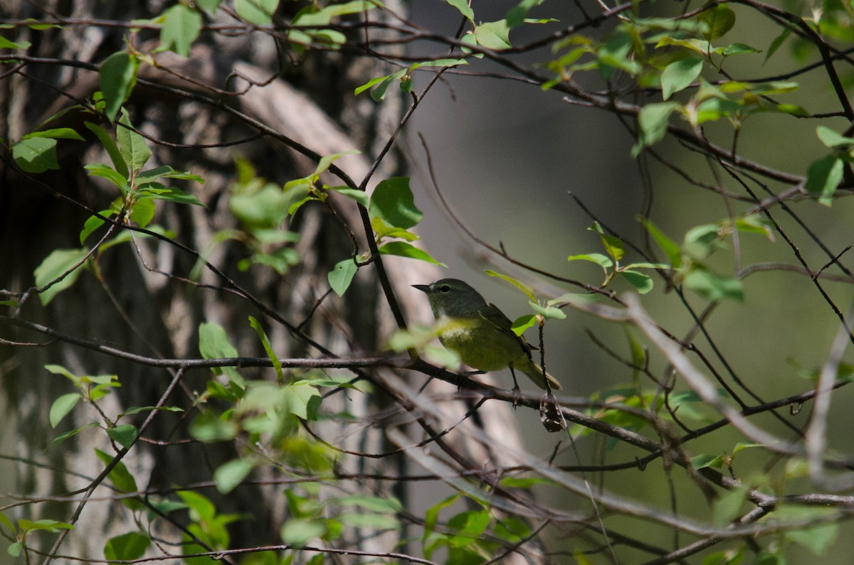 Orange-crowned Warbler - Iain Rayner