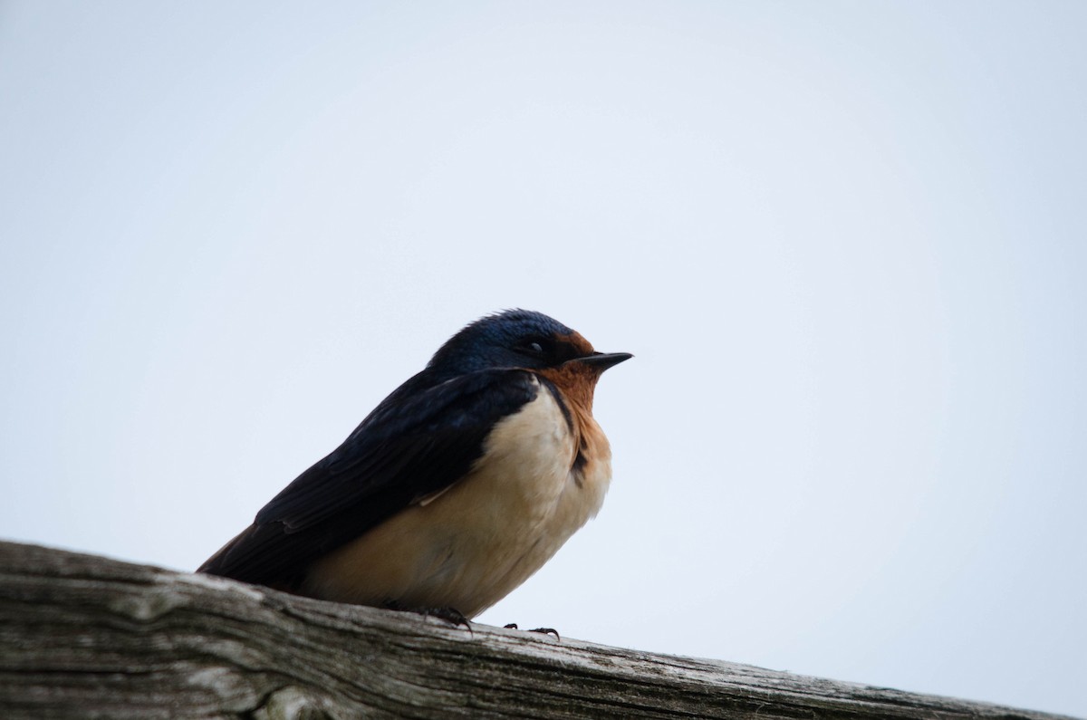 Barn Swallow - Iain Rayner