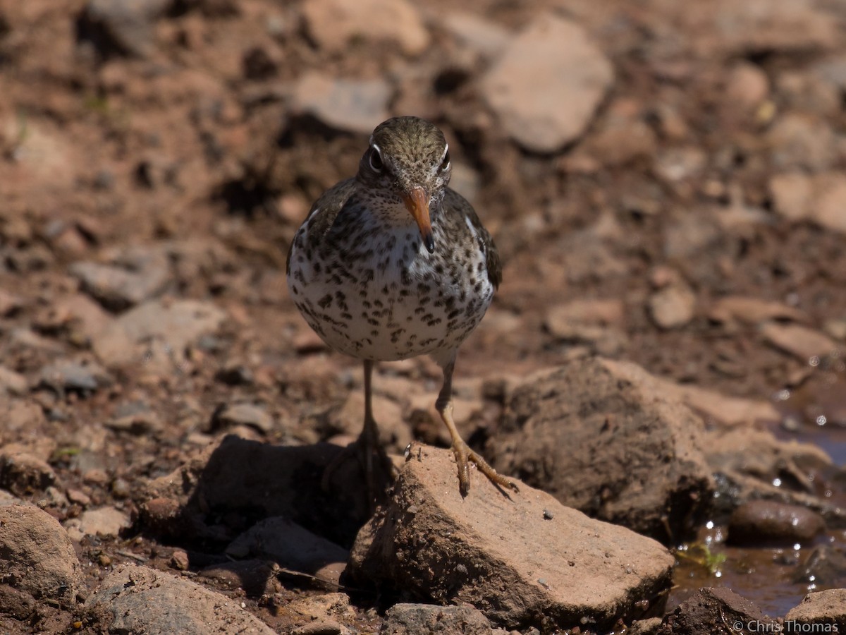 Spotted Sandpiper - Chris Thomas