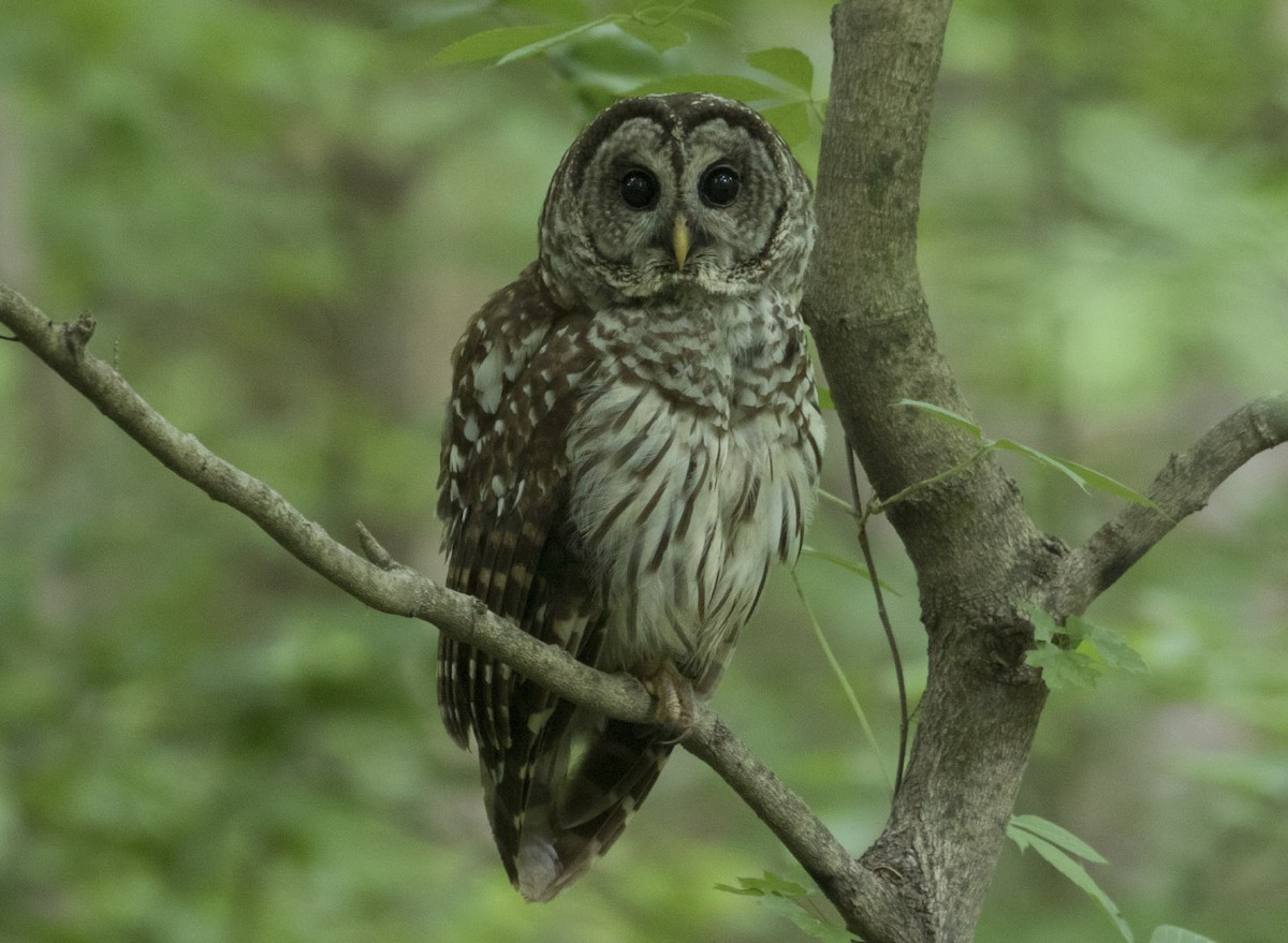 Barred Owl - Michael Todd