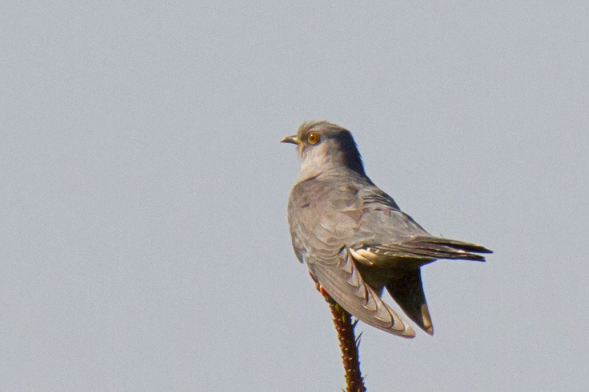 Common Cuckoo - Martin & Penny Potter