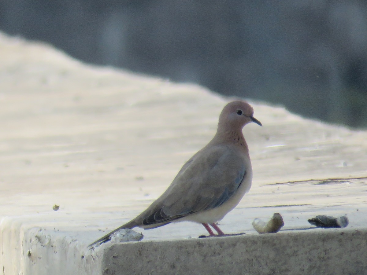 Laughing Dove - ML99709551