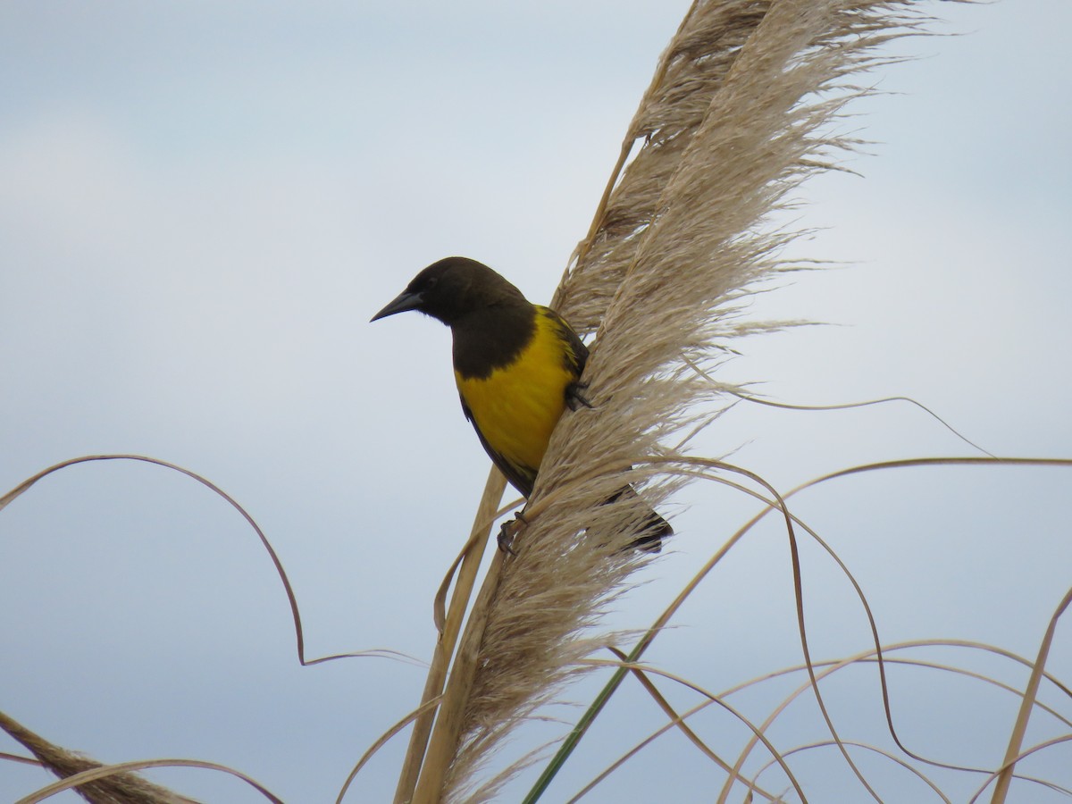 Brown-and-yellow Marshbird - Chuck Berthoud