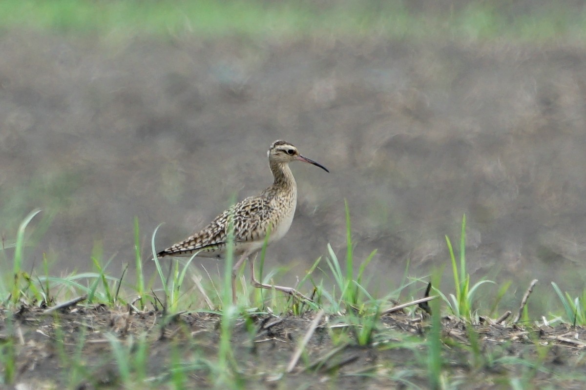 Little Curlew - ML99711501