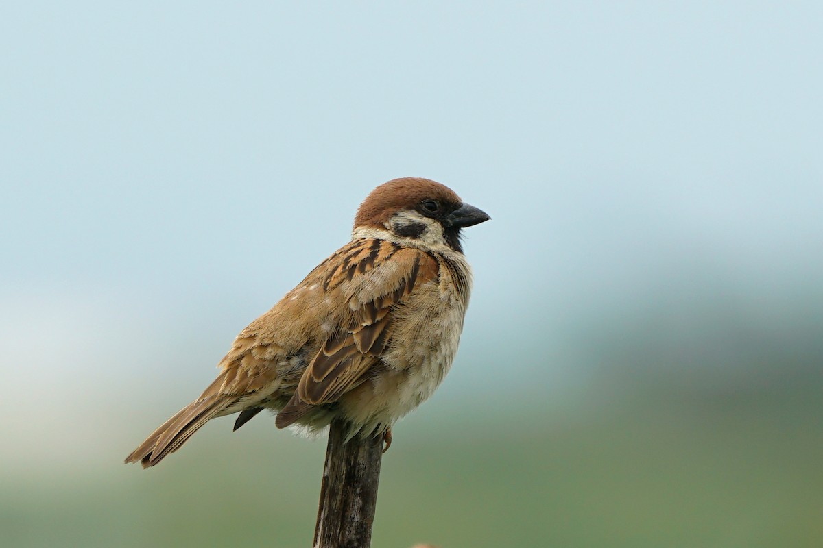 Eurasian Tree Sparrow - ML99711741