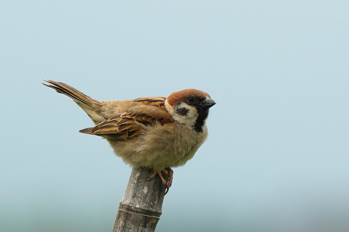 Eurasian Tree Sparrow - ML99711771