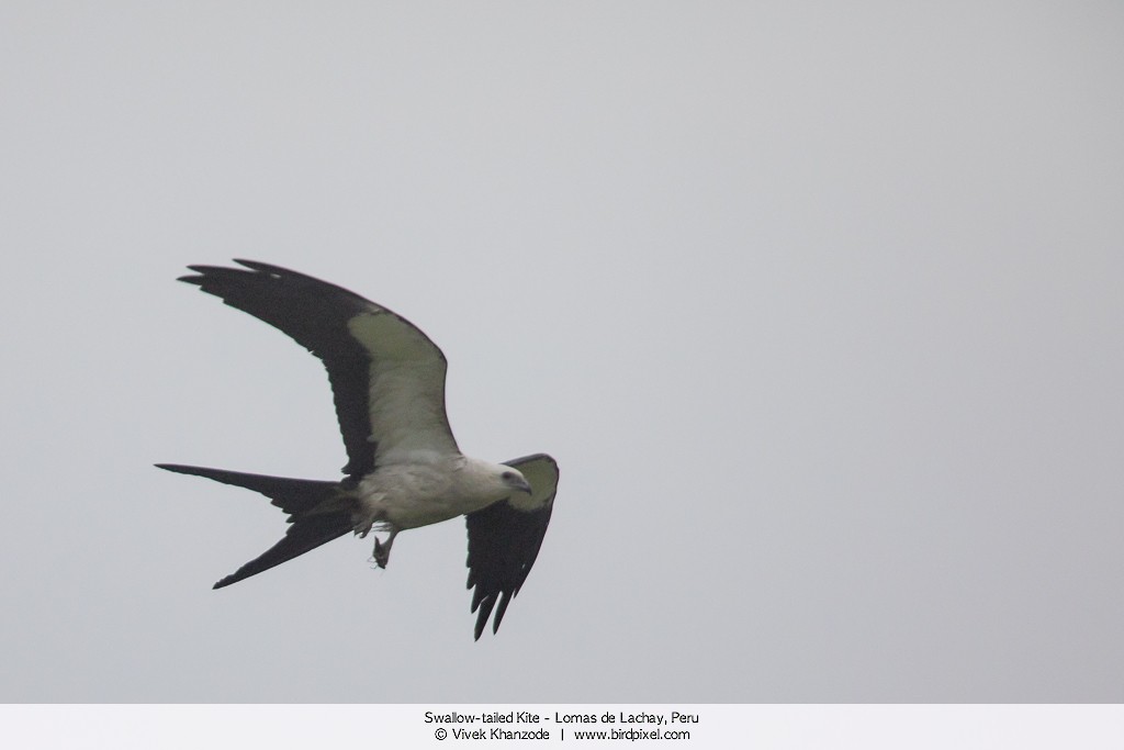 Swallow-tailed Kite - Vivek Khanzode