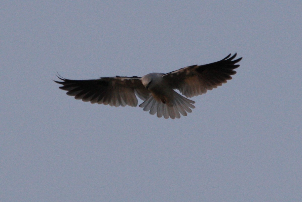 Black-shouldered Kite - ML99714761