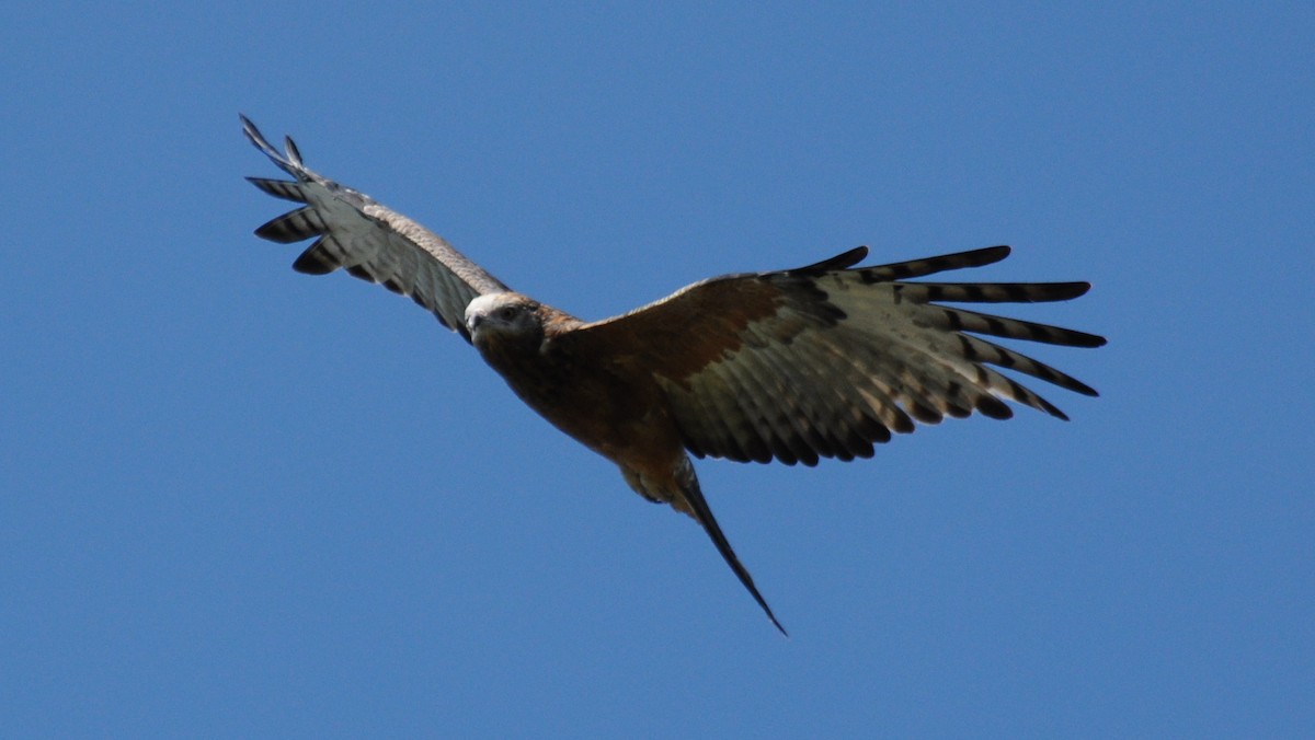 Square-tailed Kite - Diana Flora Padron Novoa