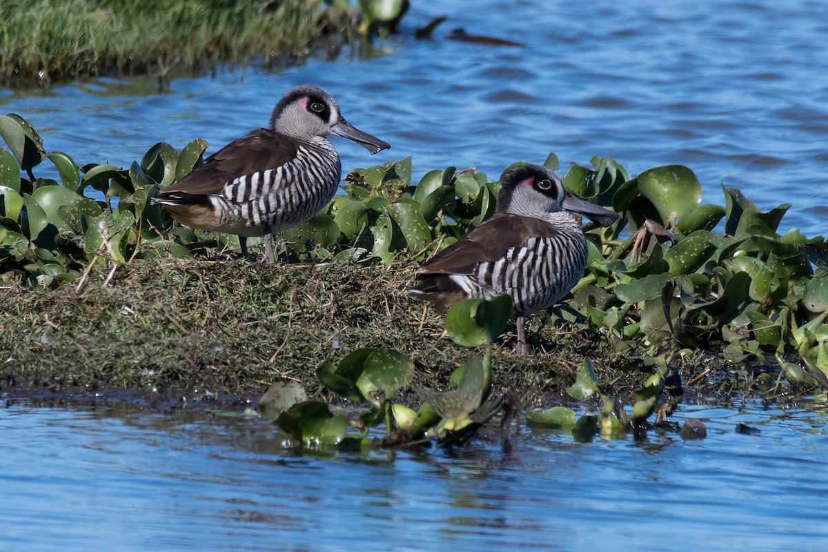 Pink-eared Duck - Terence Alexander