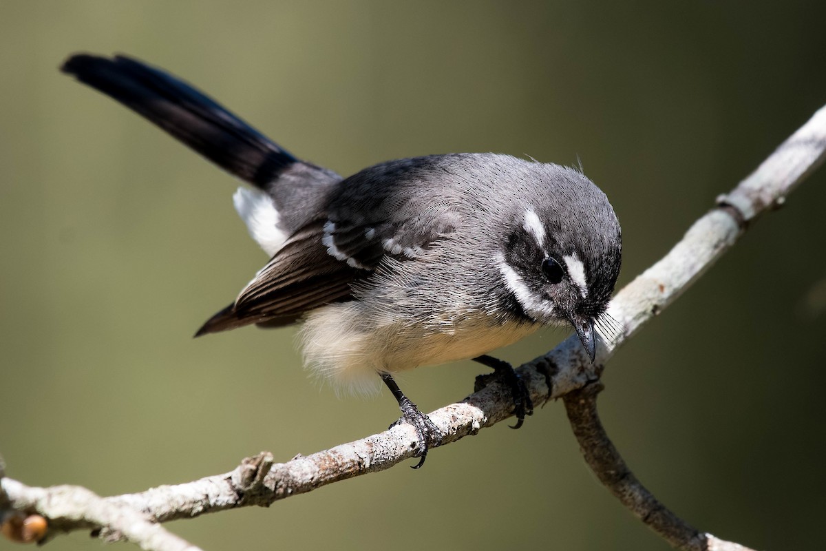 Gray Fantail - Terence Alexander