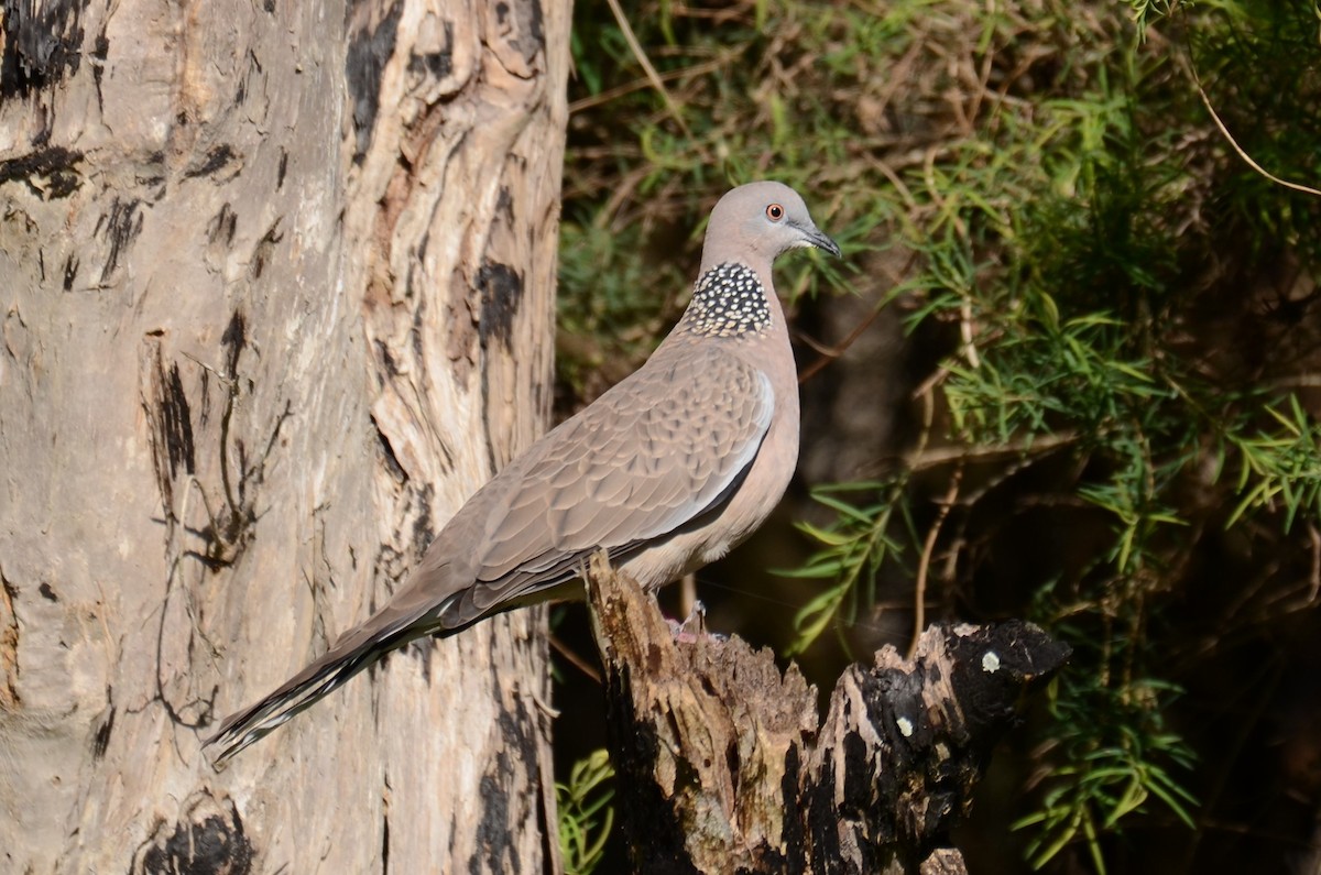 Spotted Dove - ML99718611