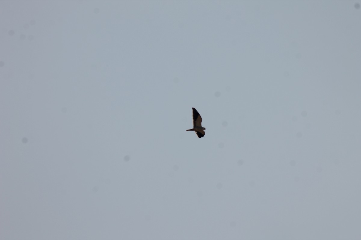 Black-winged Kite - ML99718751