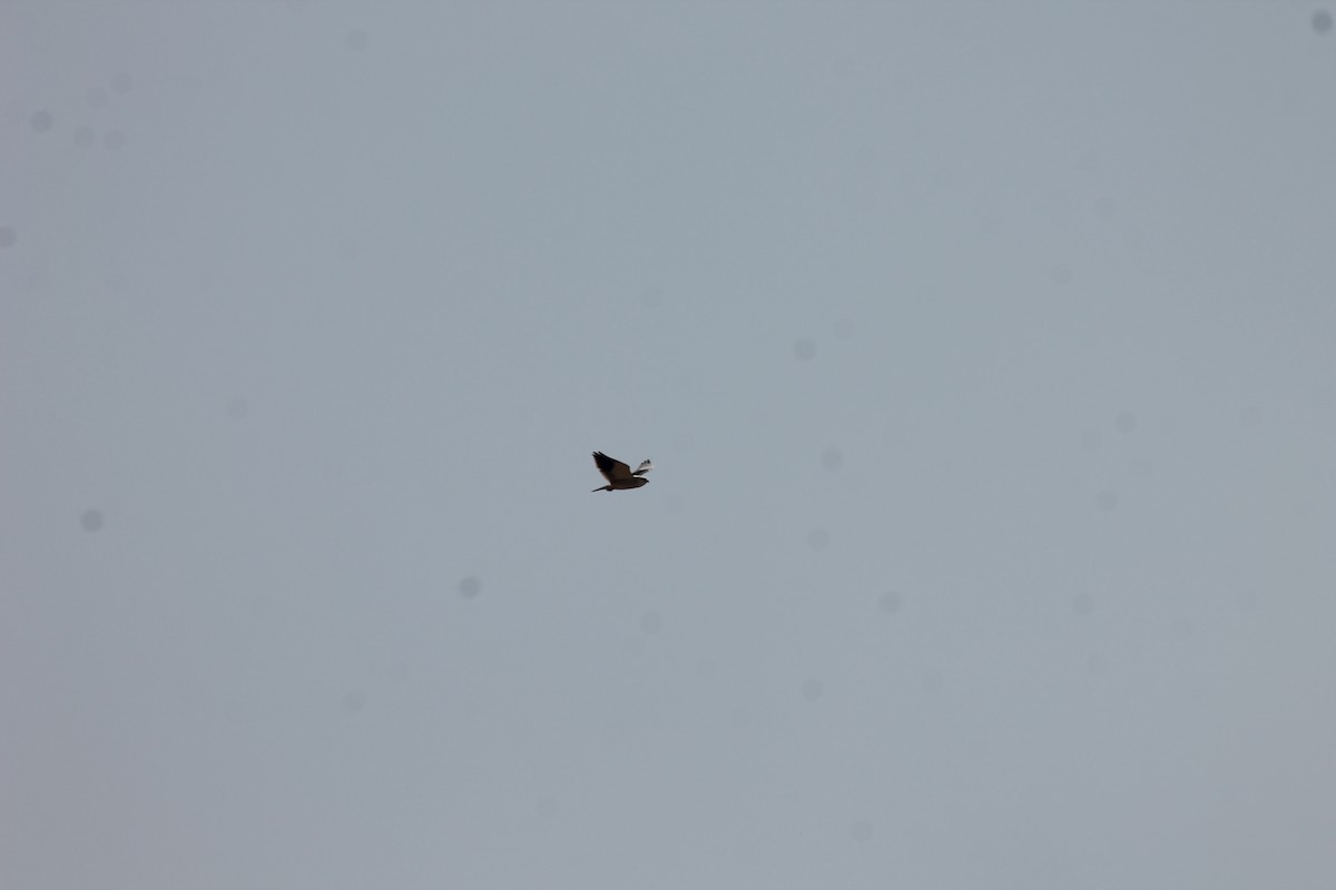 Black-winged Kite - ML99718761