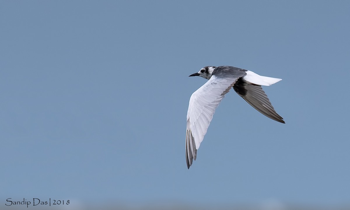 White-winged Tern - Sandip Das
