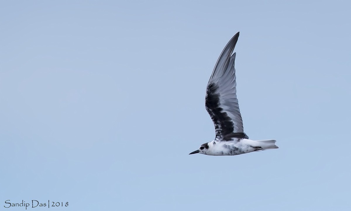 White-winged Tern - ML99720391