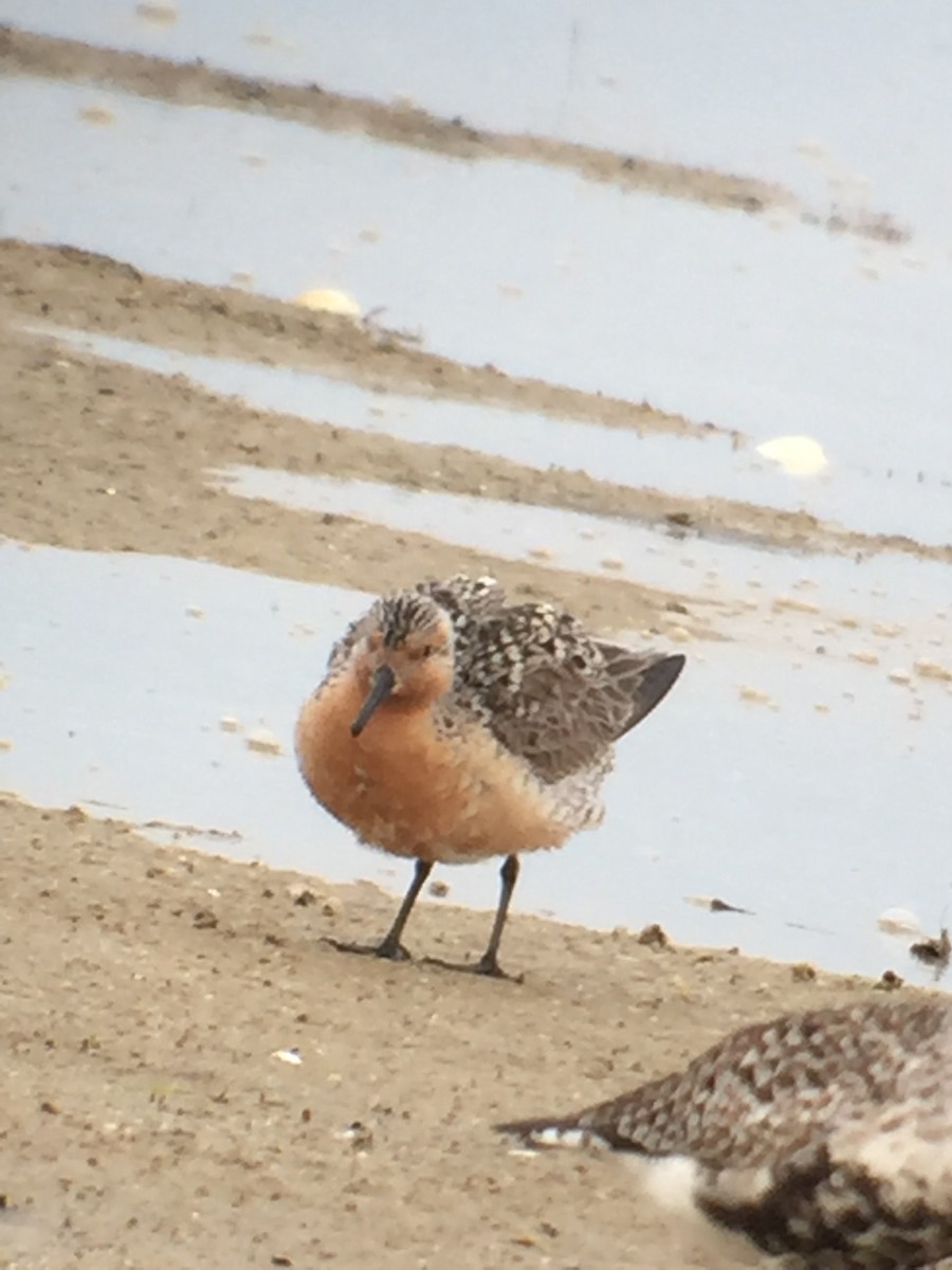 Red Knot - ML99721941