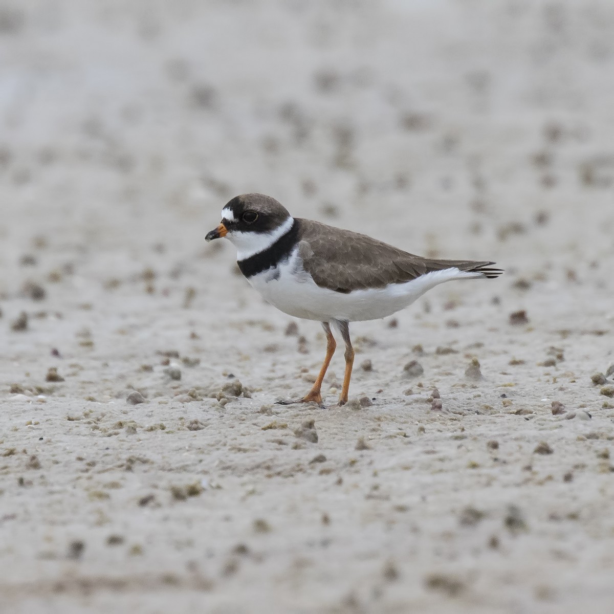 Semipalmated Plover - ML99722511
