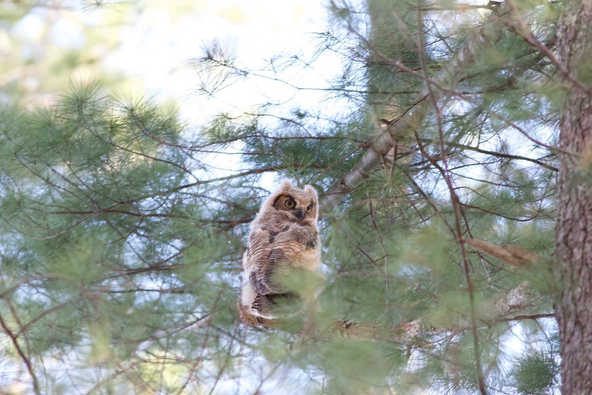 Great Horned Owl - ML99722991
