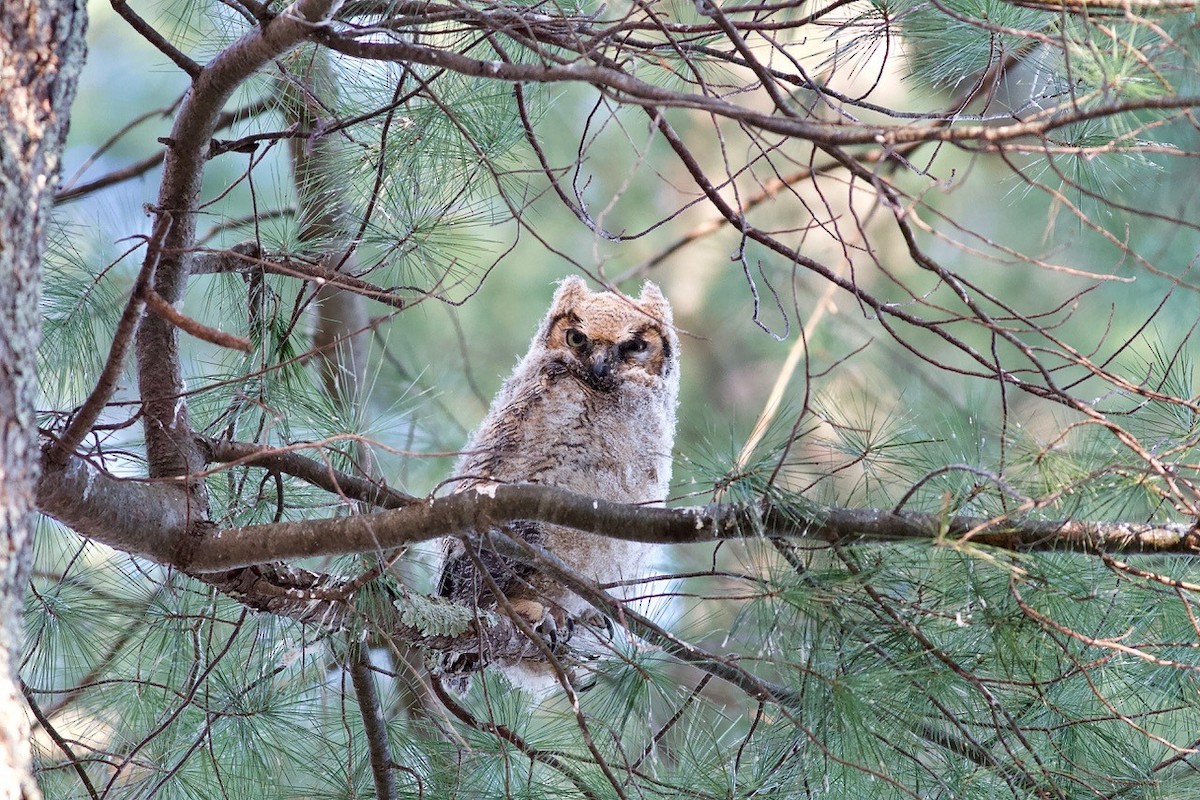 Great Horned Owl - ML99723001