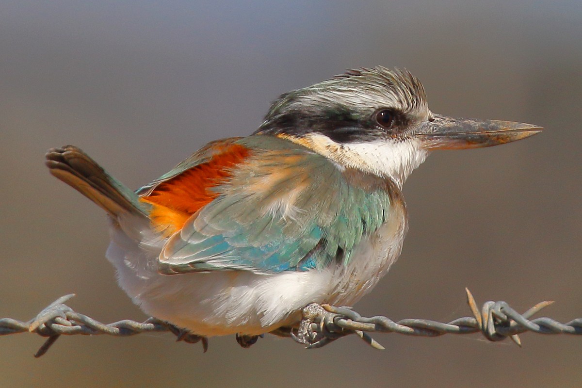 Red-backed Kingfisher - Gus  Go