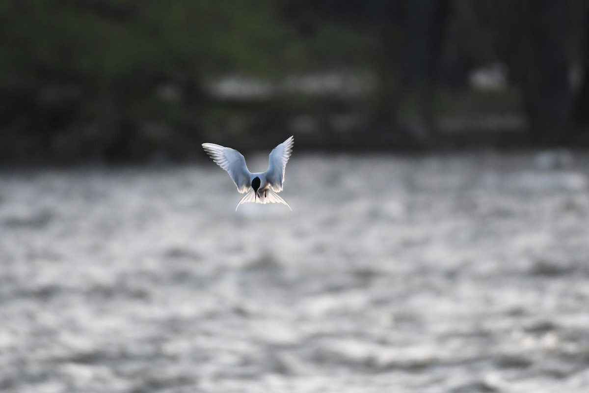 Common Tern - Guy Lafond