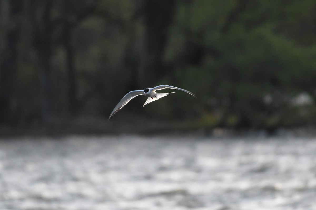Common Tern - Guy Lafond